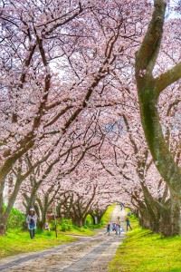 円応寺　桜②